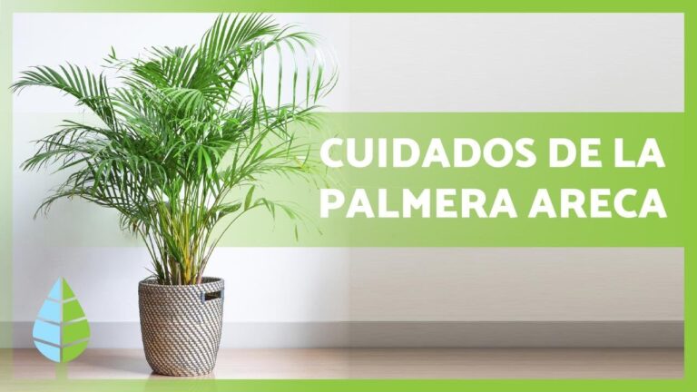 Gu&iacute;a para cuidar una palmera