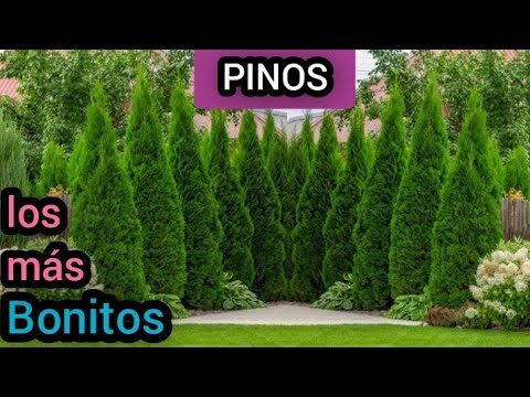 Guía de Tipos de Pinos para Macetas