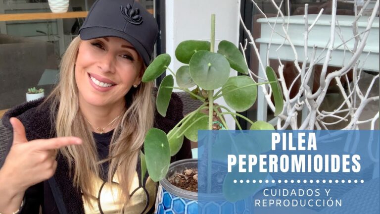 Cómo prevenir y tratar hongos en Pilea Peperomioides