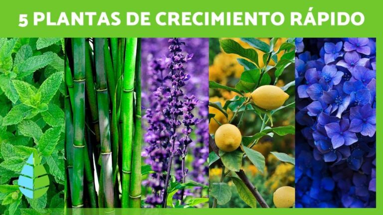 Plantas de r&aacute;pido crecimiento en macetas