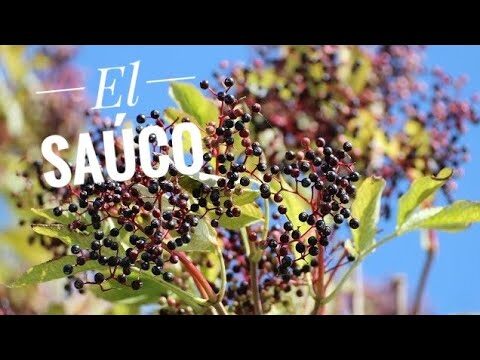 Planta Similar al Olivo: Características y Cuidados