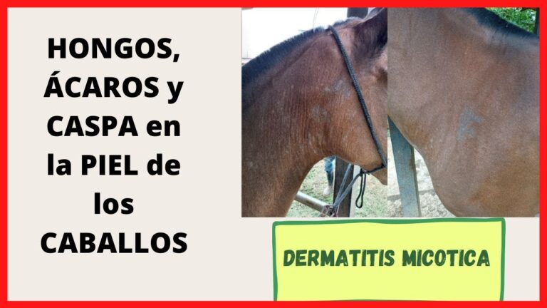 Prevención y tratamiento del hongo en caballos