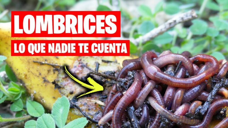 El humus de lombriz: ¿contiene lombrices?