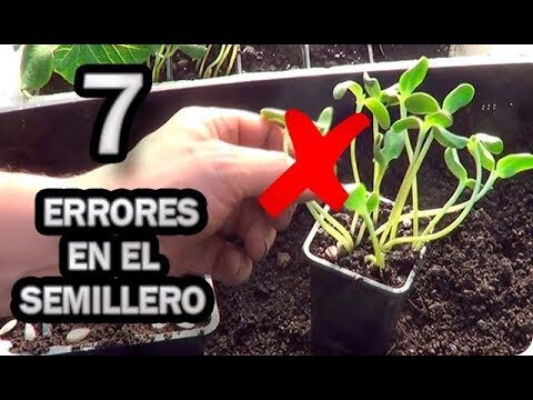 Mi semilla ha germinado: ¿por qué no crece?