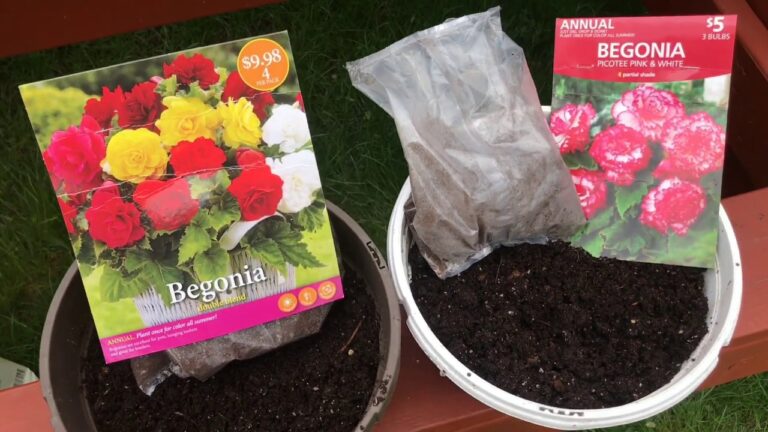Plantas de Begonias en Macetas: Guía de Cuidado y Cultivo