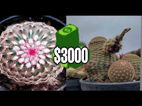 Guía para elegir el mejor cactus grande al mejor precio