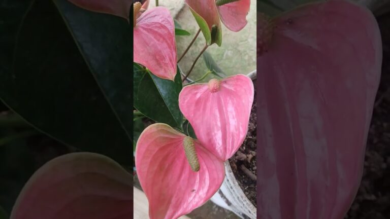 Despertando con Buenos D&iacute;as: Flores de Colores