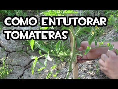 Consejos para sujetar tomateras de manera eficiente