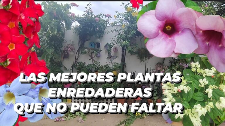 Plantas trepadoras: flores todo el a&ntilde;o