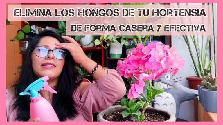 Gu&iacute;a de fungicidas para hortensias