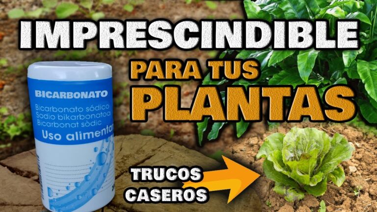 Insecticida casero con bicarbonato para plantas