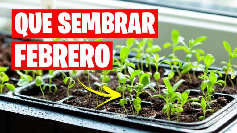 Plantas ideales para sembrar en febrero