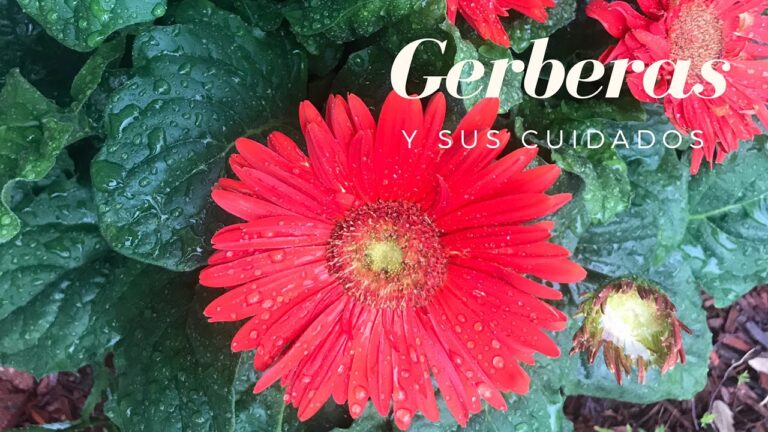 Cuidados Esenciales para Gerberas en el Exterior