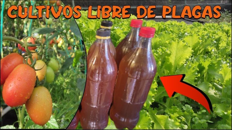 Optimizando la dosis de lejía para el pulgón