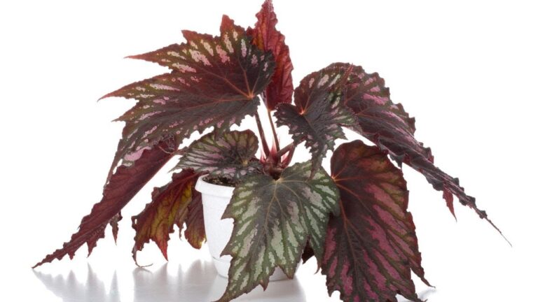 Gu&iacute;a para reproducir begonias con &eacute;xito