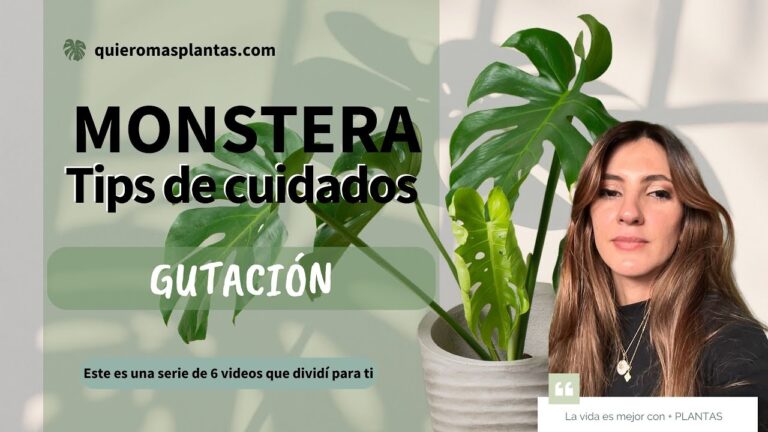C&oacute;mo corregir hojas enrolladas en monstera: gu&iacute;a completa