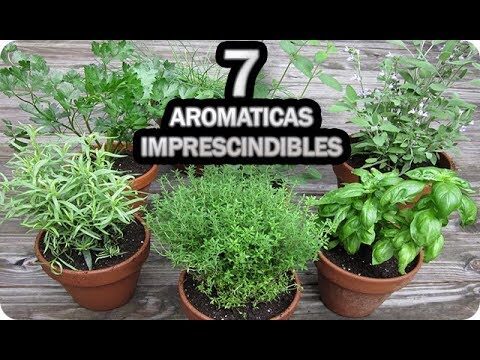 Plantas arom&aacute;ticas para exterior durante todo el a&ntilde;o
