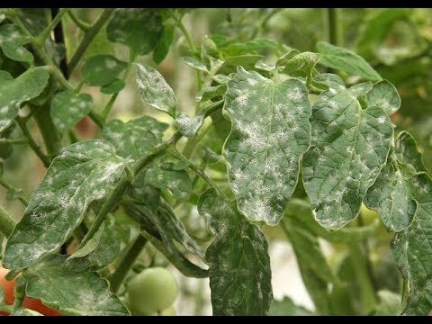 C&oacute;mo prevenir y tratar el oidio en tomateras