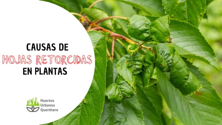 C&oacute;mo Revitalizar un Manzano con Hojas Arrugadas
