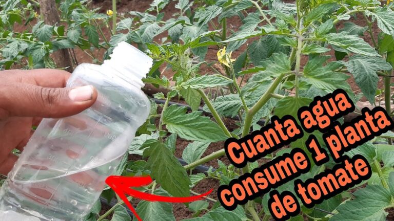 Cu&aacute;nta agua necesita una tomatera: Gu&iacute;a de riego &oacute;ptimo