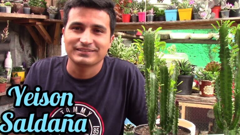 Enfermedades comunes de la Euphorbia Trigona: Guía de cuidados
