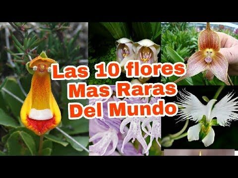 Maravillas de la naturaleza: Plantas raras y bonitas