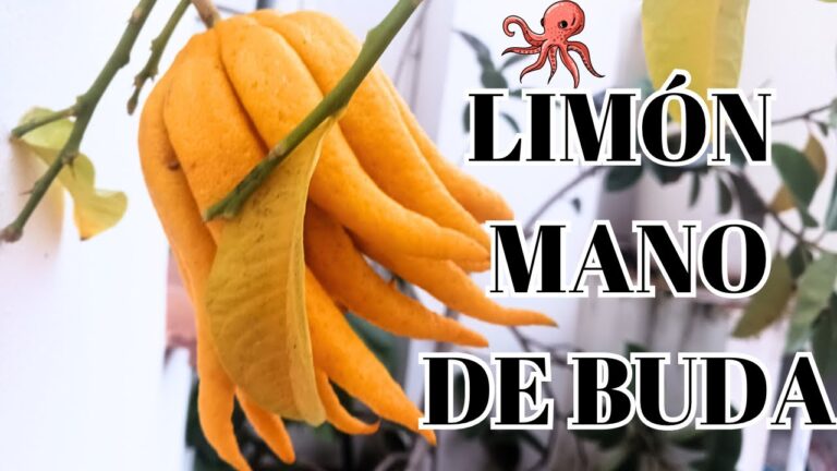 Tipos raros de limones: una guía completa