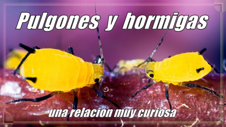 Control de pulgón hormiga: Métodos efectivos y naturales