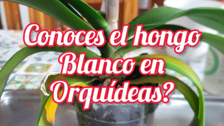 El Encanto del Hongo Orqu&iacute;dea: Belleza y Biodiversidad