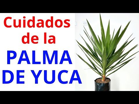 Gu&iacute;a de precios de yuca para plantar en exteriores