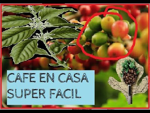 Cómo cuidar una planta de café en maceta