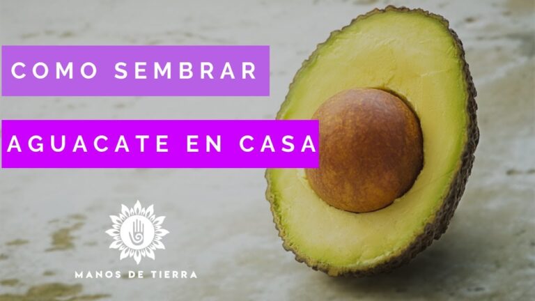 Guía práctica para germinar aguacate en maceta
