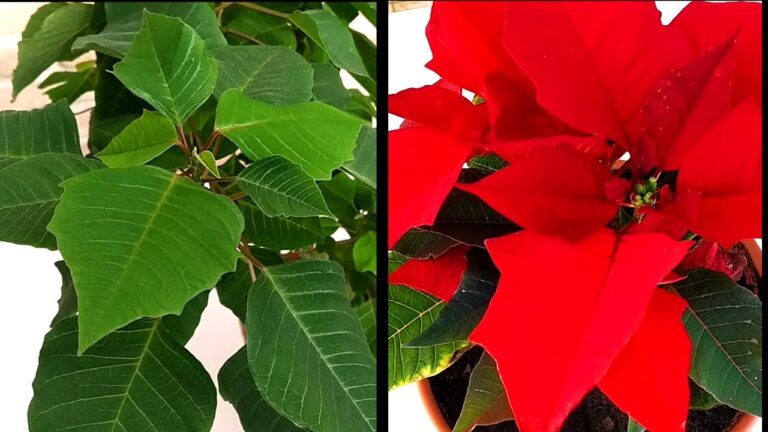 Consejos para el cuidado de la flor de pascua rosa
