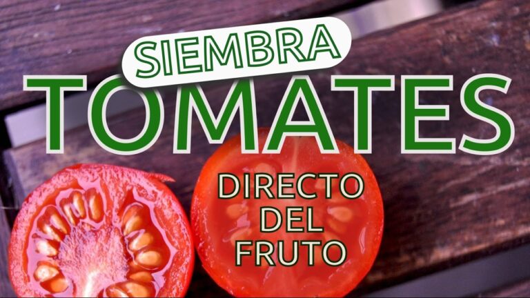 Cómo plantar semillas de tomate en tierra