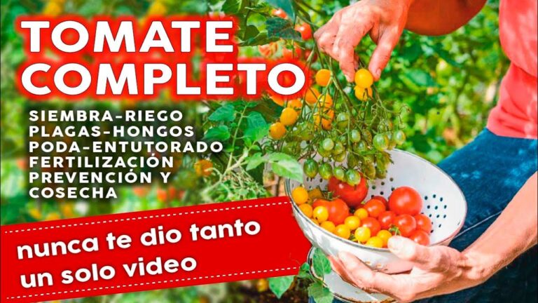 Mejores momentos para plantar tomates