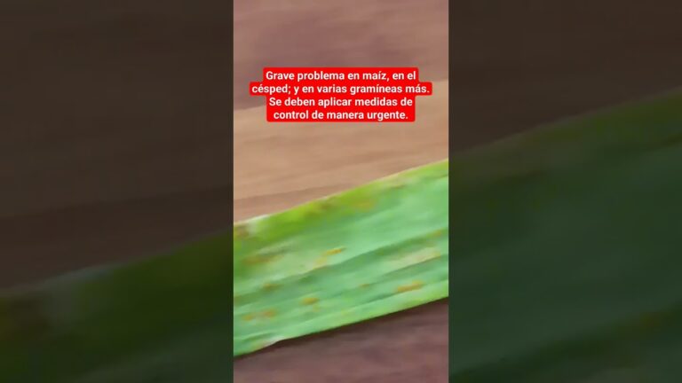 El impacto de Roya en el c&eacute;sped: causas y soluciones