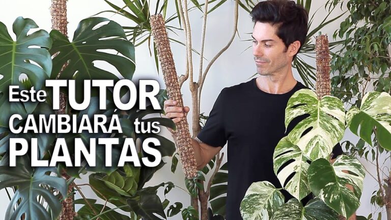 Tutores caseros para plantas: una gu&iacute;a pr&aacute;ctica
