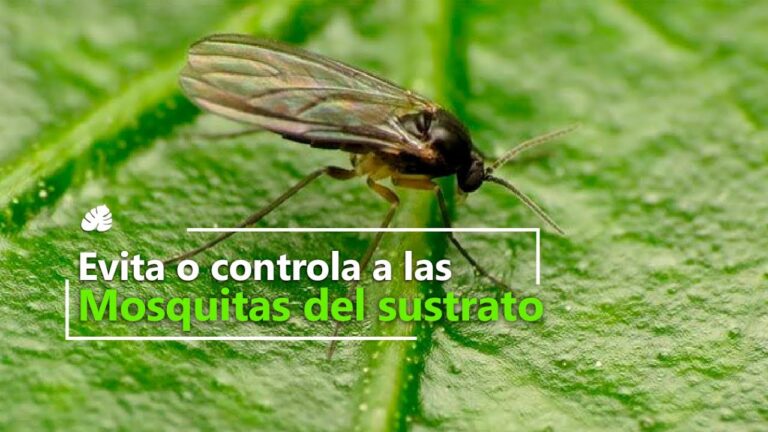 Control de mosquitos pequeños en el hogar durante el invierno