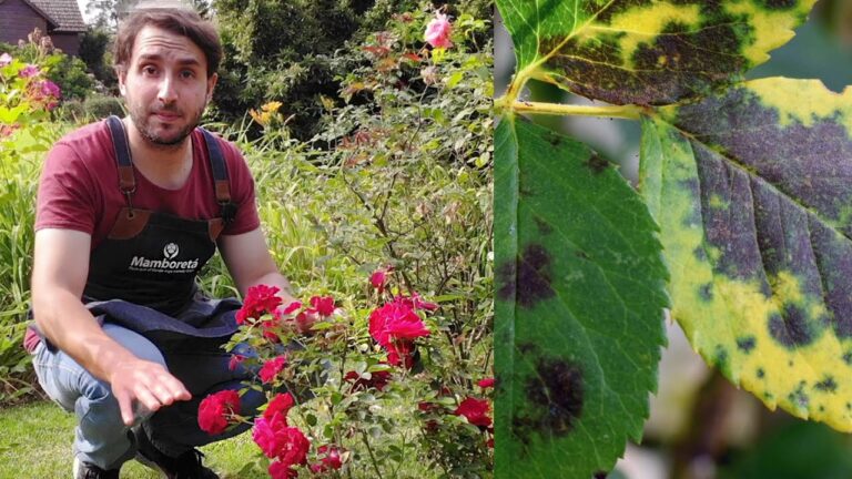 Remedio casero para la mancha negra del rosal: Fungicida efectivo