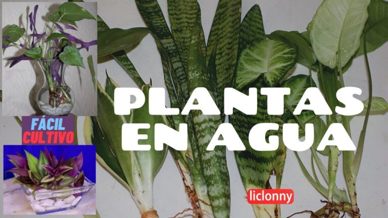 Plantas Acu&aacute;ticas: Especies que Prosperan en Agua