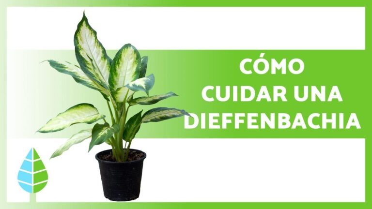Cuidados óptimos para Dieffenbachia Camilla