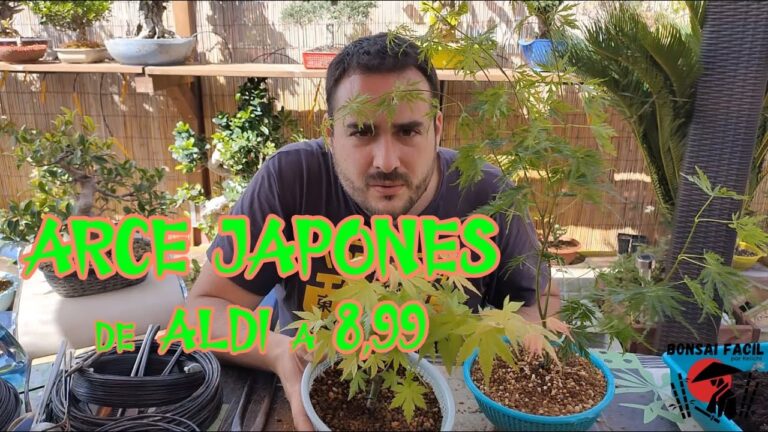 Gu&iacute;a para comprar un arce japon&eacute;s en maceta
