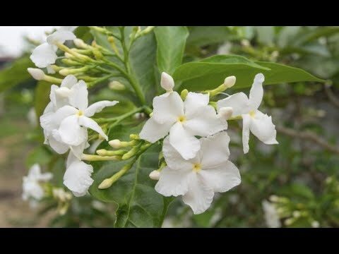 Dónde comprar jazmín: guía de compra de plantas de jazmín