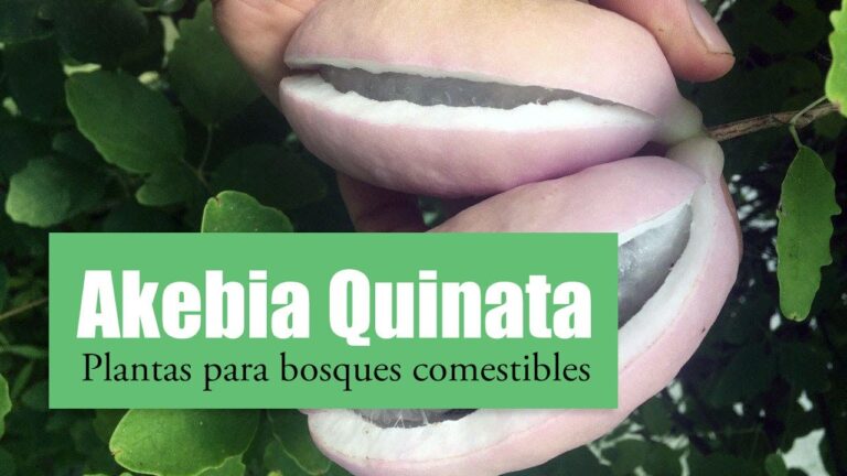Cuidados óptimos para Akebia quinata