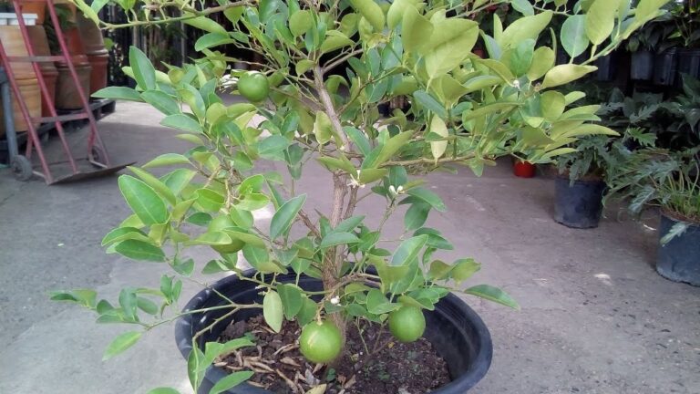 Gu&iacute;a para comprar un limonero en maceta