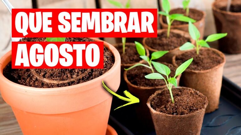 Calendario de siembra en Cantabria: Guía práctica para agricultores