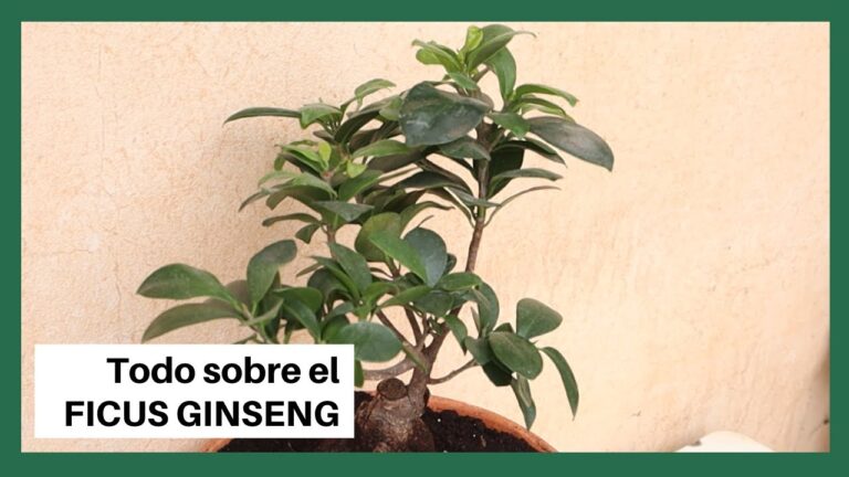 Ficus Ginseng: ¿Interior o Exterior?