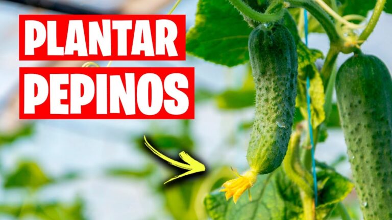 Mejores compañeros de cultivo para los pepinos