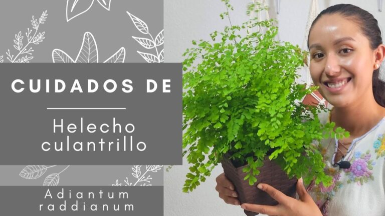Descubre la belleza de Adiantum Floristería