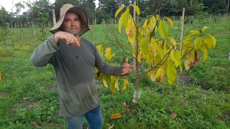 Guía para solucionar hojas amarillas en aguacate